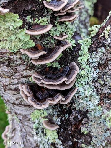 <i>Trametes versicolor</i> (L.) Lloyd, 1921 © M. Ghislain