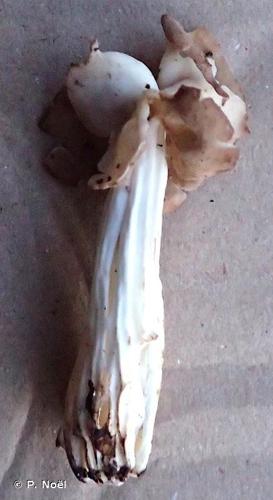 <i>Helvella crispa</i> (Scop.) Fr., 1822 © P. Noël