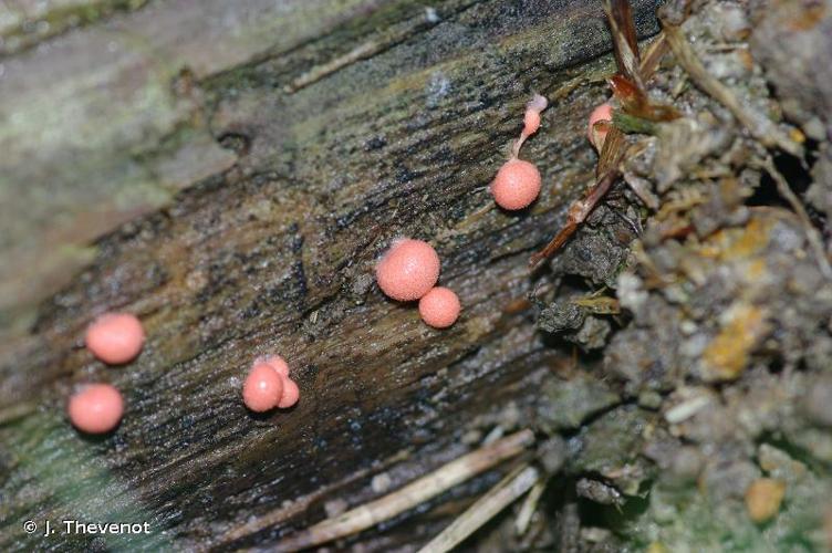 <i>Lycogala epidendrum</i> (J.C.Buxb. ex L.) Fr., 1829 © J. Thevenot