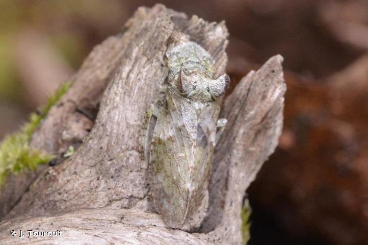 <i>Ledra aurita</i> (Linnaeus, 1758) © J. Touroult