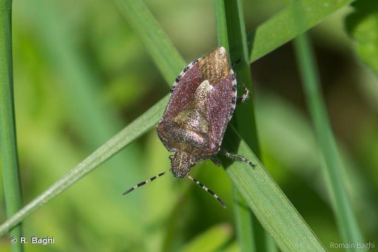 <i>Dolycoris baccarum</i> (Linnaeus, 1758) © R. Baghi