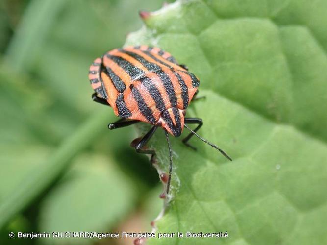 <i>Graphosoma italicum</i> (O.F. Müller, 1766) © Benjamin GUICHARD/Agence Française pour la Biodiversité