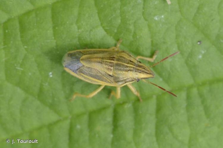 <i>Aelia acuminata</i> (Linnaeus, 1758) © J. Touroult