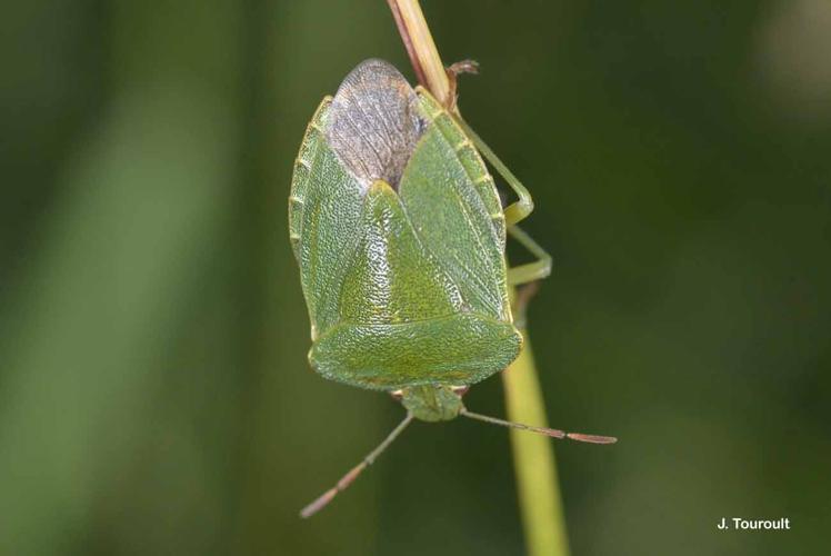 <i>Palomena prasina</i> (Linnaeus, 1761) © J. Touroult