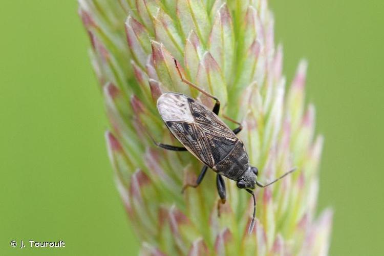 <i>Peritrechus gracilicornis</i> Puton, 1877 © J. Touroult