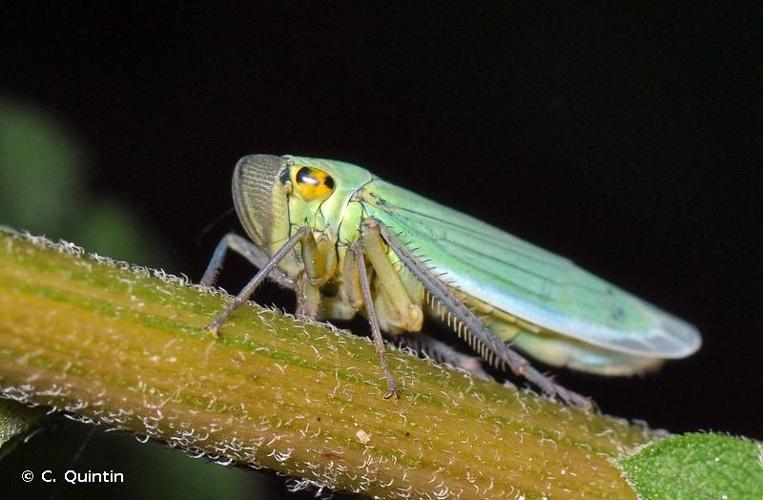 <i>Cicadella viridis</i> (Linnaeus, 1758) © C. Quintin