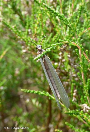 <i>Myrmeleon formicarius</i> Linnaeus, 1767 © O. Roquinarc'h