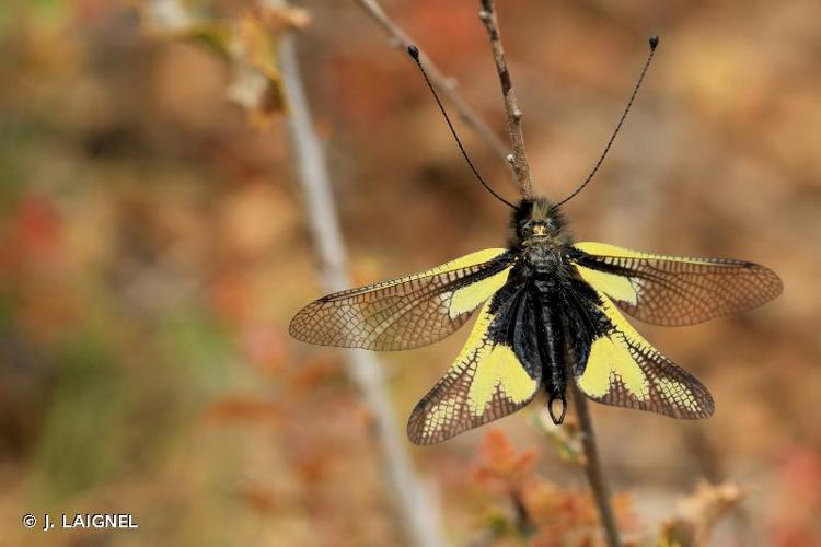 <i>Libelloides coccajus</i> (Denis & Schiffermüller, 1775) © J. LAIGNEL