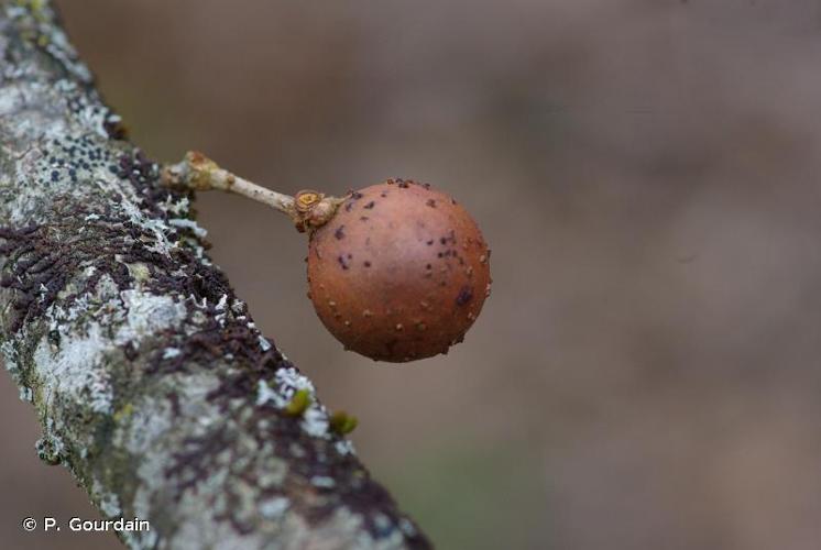 <i>Andricus kollari</i> (Hartig, 1843) © P. Gourdain