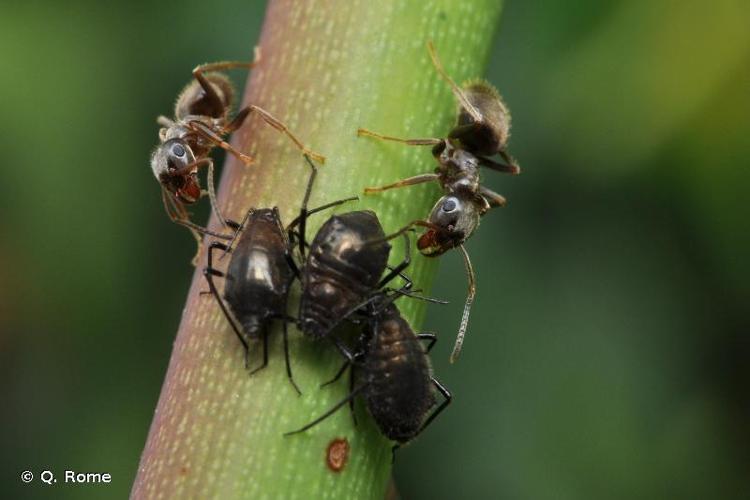 <i>Lasius niger</i> (Linnaeus, 1758) © Q. Rome