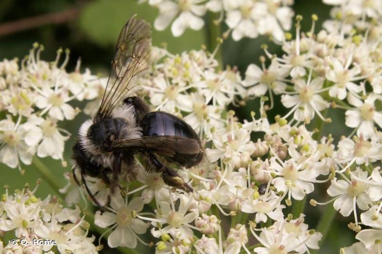 <i>Andrena cineraria</i> (Linnaeus, 1758) © Q. Rome