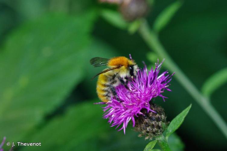 <i>Bombus pascuorum</i> (Scopoli, 1763) © J. Thevenot