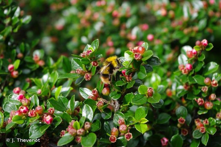 <i>Bombus pratorum</i> (Linnaeus, 1761) © J. Thevenot