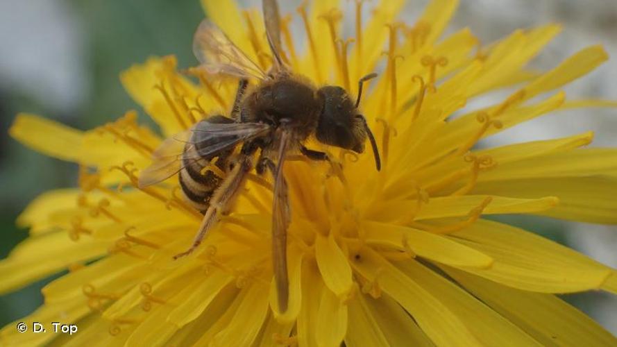 <i>Halictus scabiosae</i> (Rossi, 1790) © D. Top