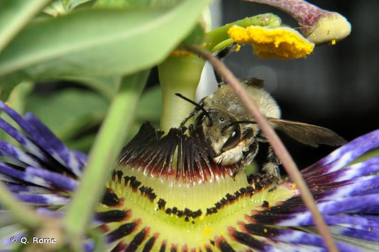 <i>Megachile willughbiella</i> (Kirby, 1802) © Q. Rome