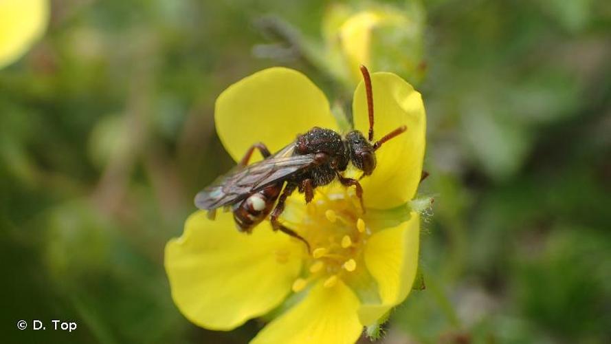 <i>Nomada flavoguttata</i> (Kirby, 1802) © D. Top