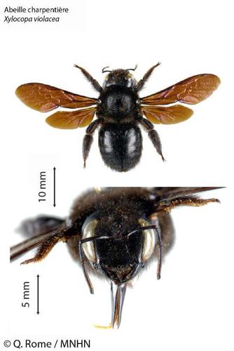 <i>Xylocopa violacea</i> (Linnaeus, 1758) © Q. Rome