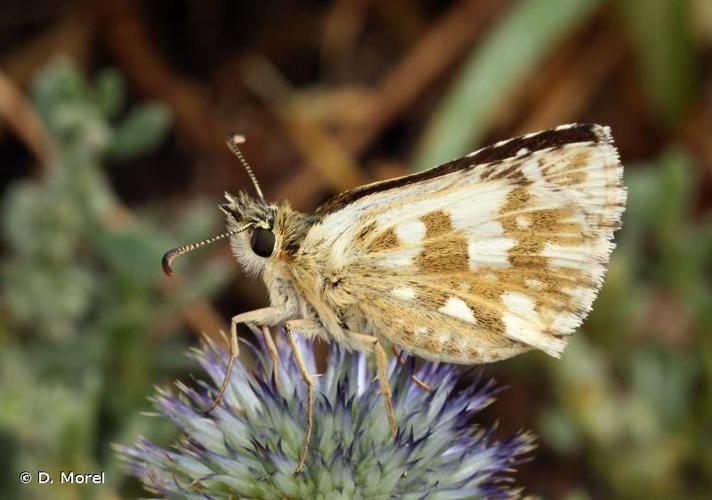 <i>Pyrgus carlinae</i> (Rambur, 1839) © D. Morel