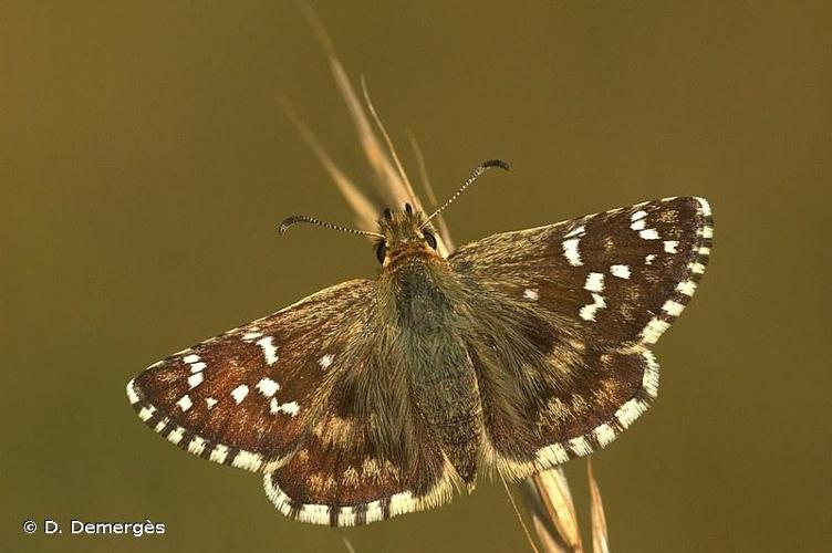 <i>Pyrgus cirsii</i> (Rambur, 1839) © D. Demergès