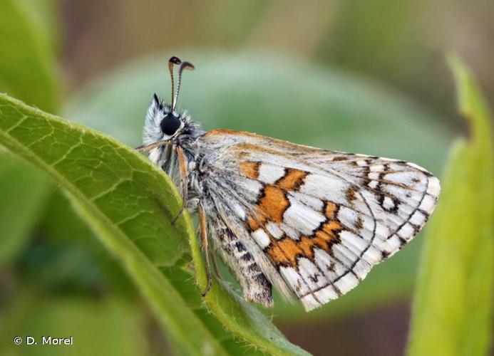 <i>Pyrgus sidae</i> (Esper, 1784) © D. Morel