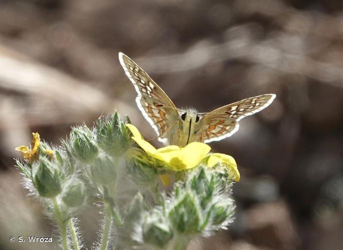 <i>Pyrgus sidae occiduus</i> (Verity, 1925) © S. Wroza