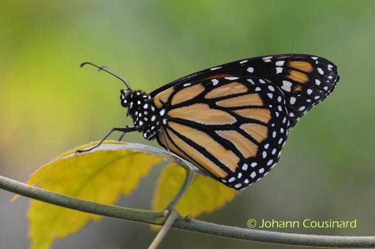 <i>Danaus plexippus</i> (Linnaeus, 1758) © Johann Cousinard