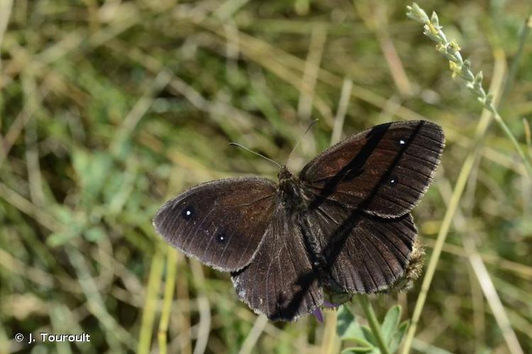 <i>Satyrus ferula</i> (Fabricius, 1793) © J. Touroult