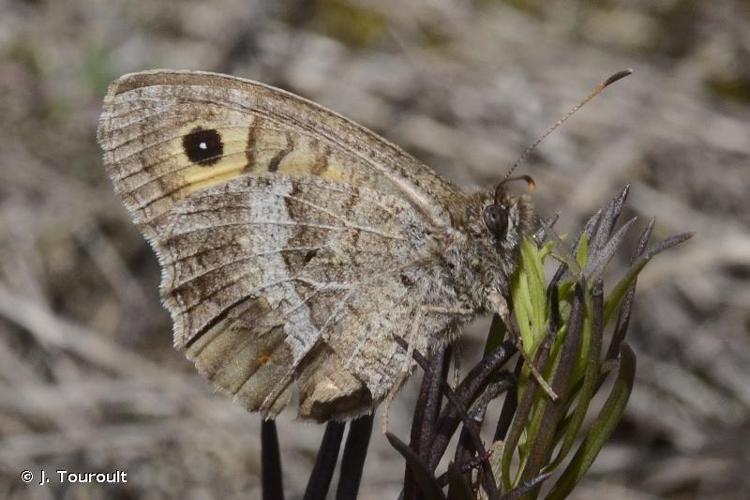 <i>Arethusana arethusa</i> (Denis & Schiffermüller, 1775) © J. Touroult