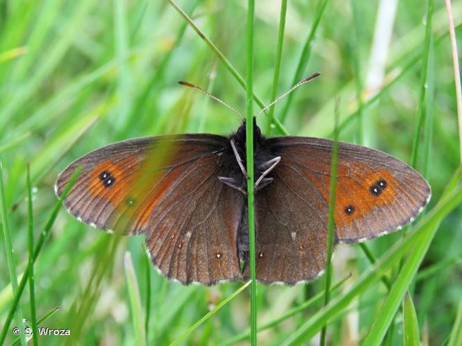 <i>Erebia euryale</i> (Esper, 1805) © S. Wroza