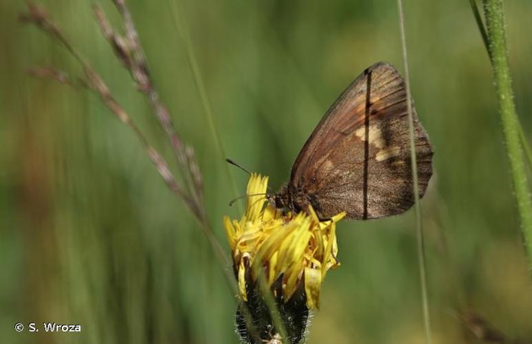 <i>Erebia manto</i> (Denis & Schiffermüller, 1775) © S. Wroza