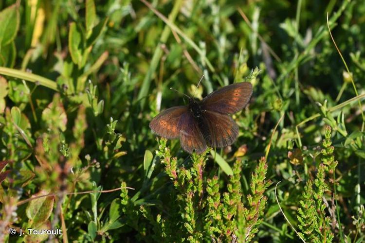 <i>Erebia epiphron</i> (Knoch, 1783) © J. Touroult