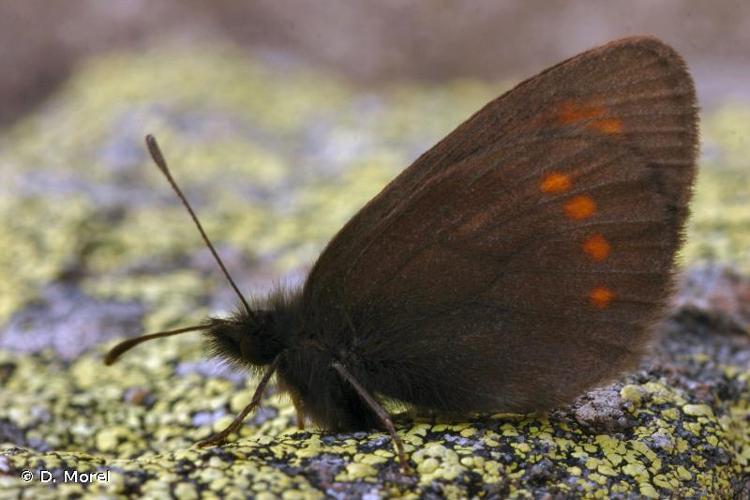 <i>Erebia pharte</i> (Hübner, 1804) © D. Morel