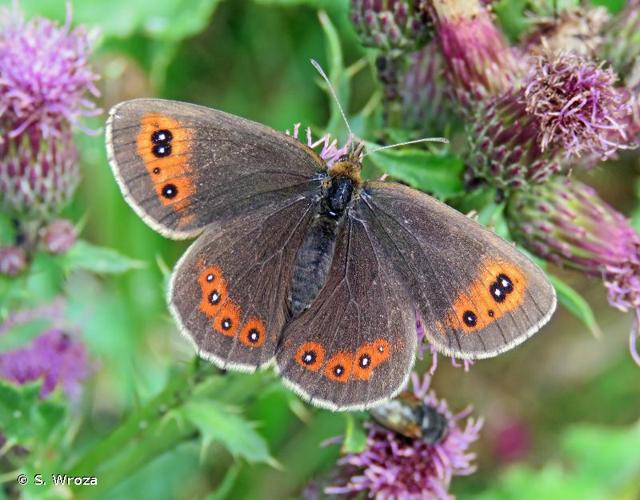 <i>Erebia aethiops</i> (Esper, 1777) © S. Wroza