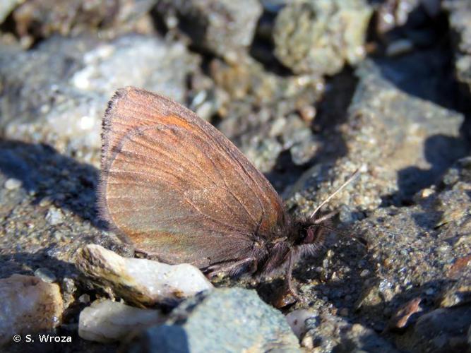 <i>Erebia mnestra</i> (Hübner, 1804) © S. Wroza