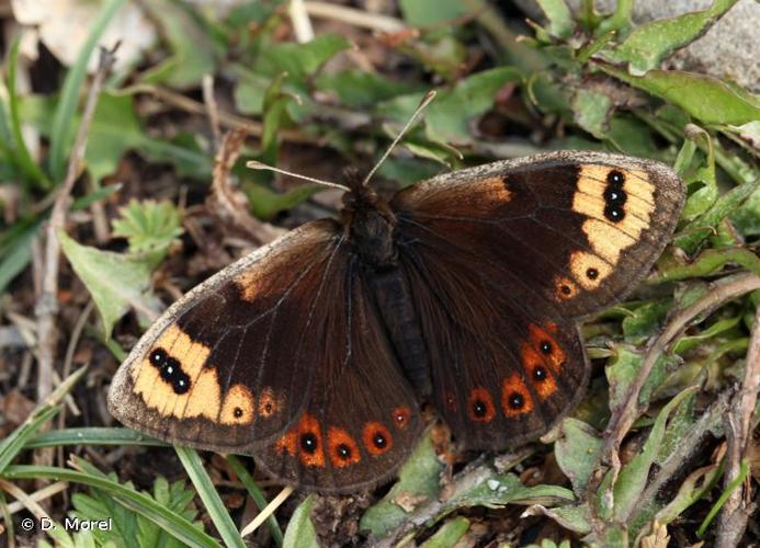 <i>Erebia epistygne</i> (Hübner, 1819) © D. Morel