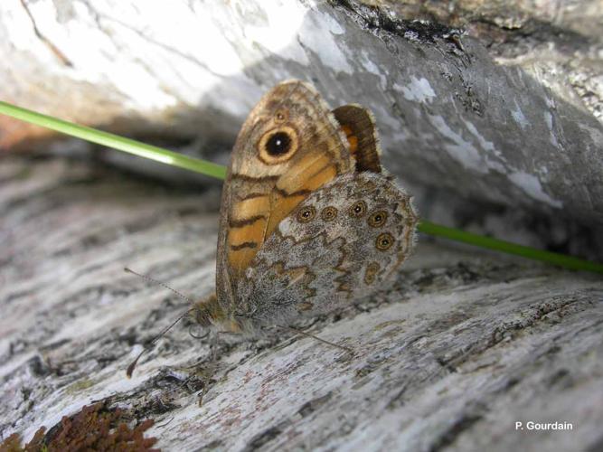 <i>Lasiommata megera</i> (Linnaeus, 1767) © P. Gourdain