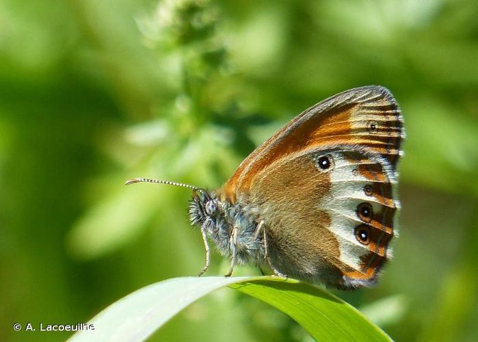 <i>Coenonympha arcania</i> (Linnaeus, 1761) © A. Lacoeuilhe