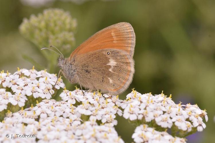 <i>Coenonympha glycerion</i> (Borkhausen, 1788) © J. Touroult