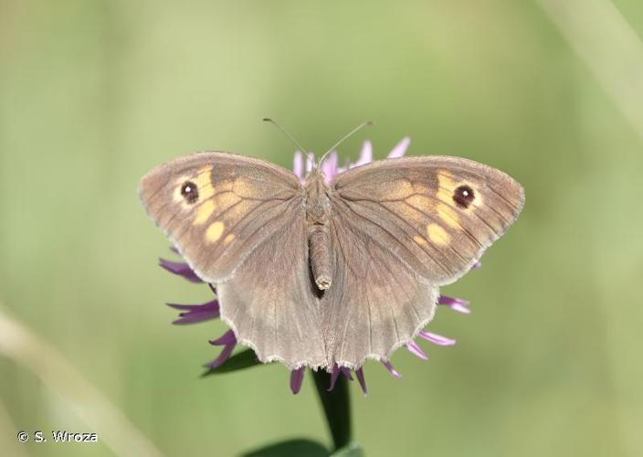 <i>Maniola jurtina jurtina</i> (Linnaeus, 1758) © S. Wroza