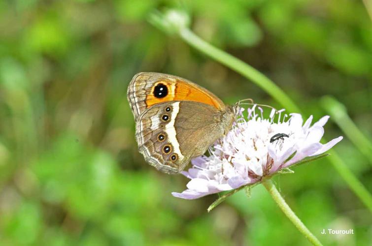 <i>Pyronia bathseba</i> (Fabricius, 1793) © J. Touroult