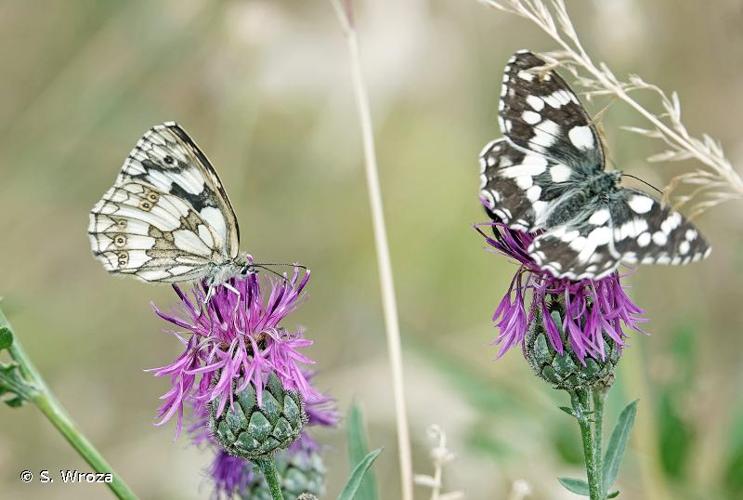 <i>Melanargia galathea</i> (Linnaeus, 1758) © S. Wroza