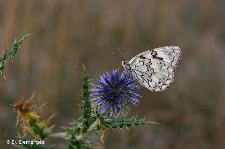 <i>Melanargia russiae</i> (Esper, 1783) © D. Demergès