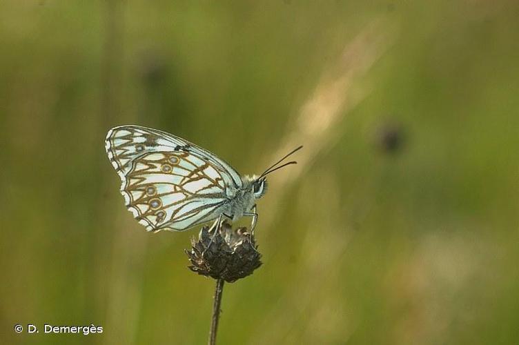 <i>Melanargia occitanica</i> (Esper, 1793) © D. Demergès