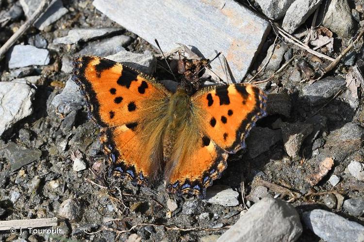 <i>Nymphalis polychloros</i> (Linnaeus, 1758) © J. Touroult