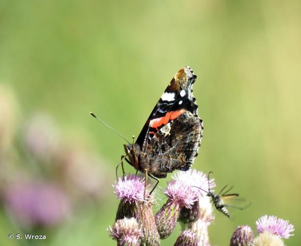 <i>Vanessa atalanta</i> (Linnaeus, 1758) © S. Wroza