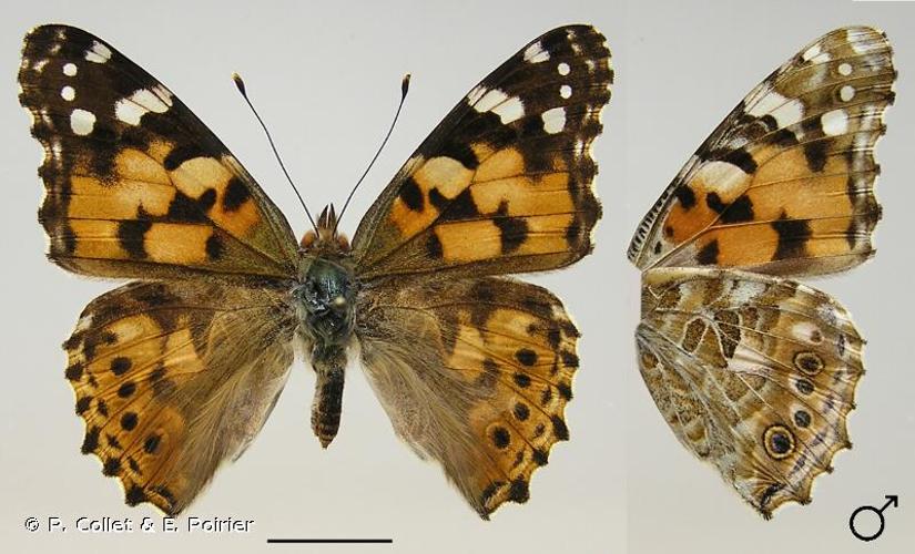 <i>Vanessa cardui</i> (Linnaeus, 1758) © P. Collet & E. Poirier