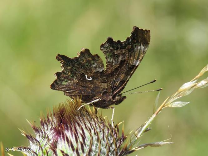 <i>Polygonia c-album</i> (Linnaeus, 1758) © S. Wroza