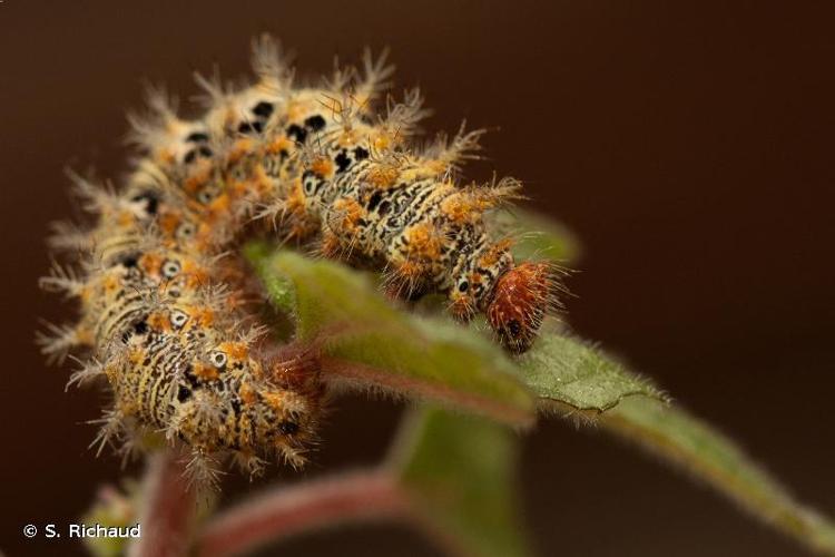 <i>Polygonia egea</i> (Cramer, 1775) © S. Richaud