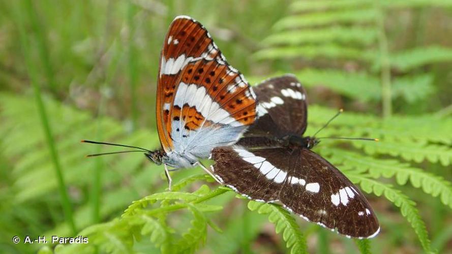 <i>Limenitis camilla</i> (Linnaeus, 1764) © A.-H. Paradis