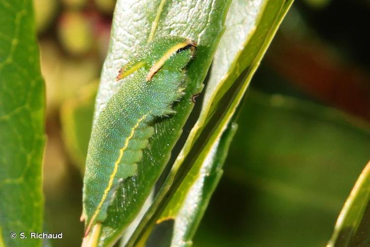 <i>Charaxes jasius</i> (Linnaeus, 1767) © S. Richaud